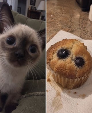 Illustration de l'article : 15 chats qui ressemblent &agrave; s&rsquo;y m&eacute;prendre &agrave; des aliments de notre quotidien