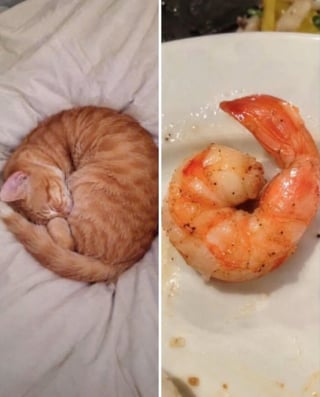 Illustration de l'article : 15 chats qui ressemblent &agrave; s&rsquo;y m&eacute;prendre &agrave; des aliments de notre quotidien