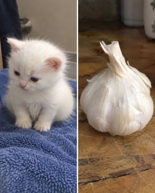 Illustration de l'article : 15 chats qui ressemblent &agrave; s&rsquo;y m&eacute;prendre &agrave; des aliments de notre quotidien