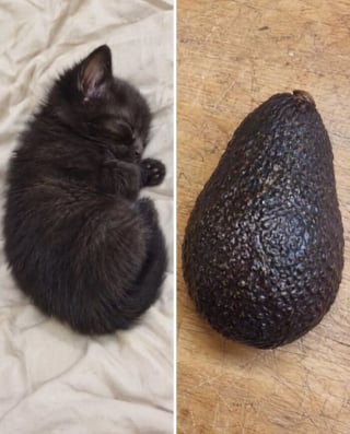 Illustration de l'article : 15 chats qui ressemblent &agrave; s&rsquo;y m&eacute;prendre &agrave; des aliments de notre quotidien