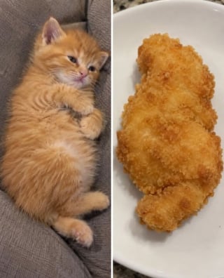 Illustration de l'article : 15 chats qui ressemblent &agrave; s&rsquo;y m&eacute;prendre &agrave; des aliments de notre quotidien