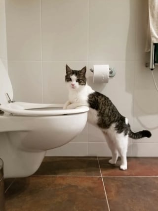 Illustration de l'article : Ces 14 chats ont été surpris dans les positions les plus improbables, et certaines sont hilarantes