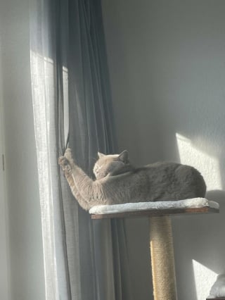 Illustration de l'article : Ces 14 chats ont été surpris dans les positions les plus improbables, et certaines sont hilarantes