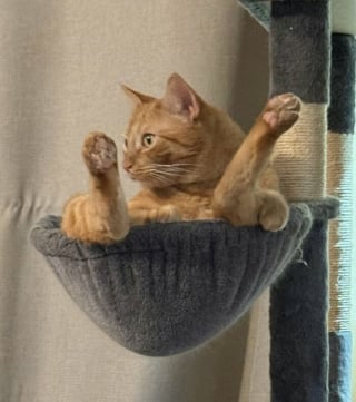 Illustration de l'article : Ces 14 chats ont été surpris dans les positions les plus improbables, et certaines sont hilarantes