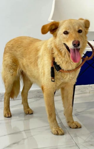 Illustration de l'article : Cette association cherche des parrains ou des marraines pour accompagner des chiens sauvés sur des vols Tunis-Paris