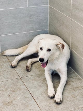 Illustration de l'article : Cette association cherche des parrains ou des marraines pour accompagner des chiens sauvés sur des vols Tunis-Paris