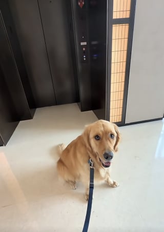 Illustration de l'article : Chaque jour, ce Golden Retriever attend avec impatience son meilleur ami devant l'ascenseur (vidéo)