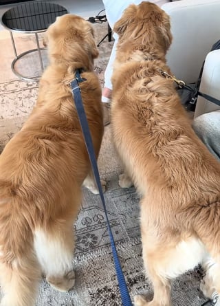 Illustration de l'article : Chaque jour, ce Golden Retriever attend avec impatience son meilleur ami devant l'ascenseur (vidéo)