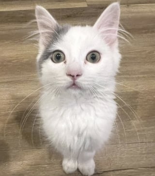 Illustration de l'article : « Que son voyage dure 15 ans ou 15 jours » : sauvé de l'euthanasie, ce chaton au cœur fragile savoure sa seconde chance
