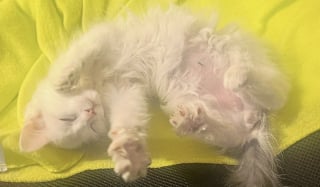 Illustration de l'article : « Que son voyage dure 15 ans ou 15 jours » : sauvé de l'euthanasie, ce chaton au cœur fragile savoure sa seconde chance