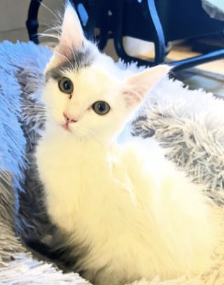 Illustration de l'article : « Que son voyage dure 15 ans ou 15 jours » : sauvé de l'euthanasie, ce chaton au cœur fragile savoure sa seconde chance