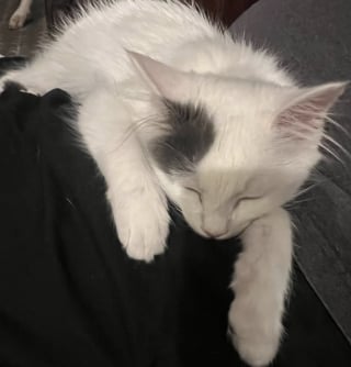 Illustration de l'article : « Que son voyage dure 15 ans ou 15 jours » : sauvé de l'euthanasie, ce chaton au cœur fragile savoure sa seconde chance