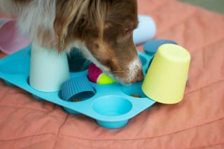 Illustration de l'article : 6 idées de jeux en intérieur pour occuper son chien en automne