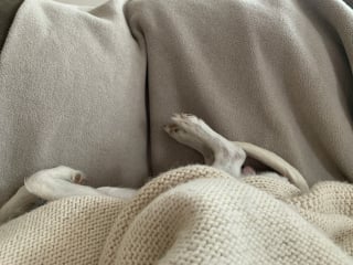 Illustration de l'article : 6 idées de jeux en intérieur pour occuper son chien en automne