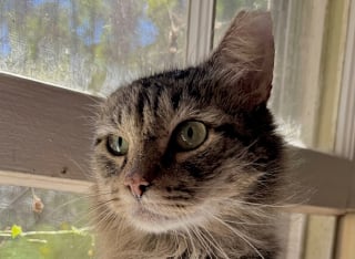 Illustration de l'article : « S’il vous plaît, soyez gentil avec ce charmant garçon » : en recueillant ce chat malade, elle découvre la lettre déchirante de son ancienne propriétaire