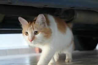 Illustration de l'article : Les chats souffrent-ils du mal des transports ?