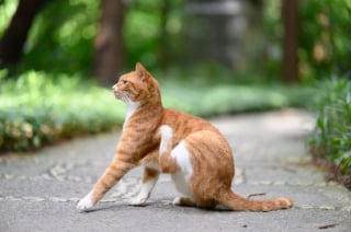 Illustration de l'article : Vrai ou faux : laver son chat avec du liquide vaisselle est efficace contre les puces ?