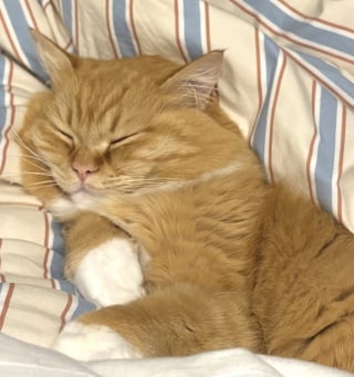 Illustration de l'article : Découvrant des bulles pour la première fois, ce chat roux miaule d’émerveillement (vidéo)