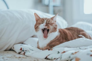 Illustration de l'article : Pourquoi votre chat bâille-t-il quand vous lui parlez ?