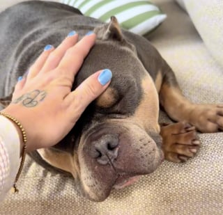 Illustration de l'article : « Il avait peur des mains, mais voulait tellement être aimé » : sauvé de l'enfer, ce chien réapprend la tendresse (vidéo)