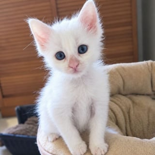 Illustration de l'article : « Pas question de me laisser abattre ! » : sauvé des ordures, ce chaton au pelage immaculé cherche un foyer très particulier