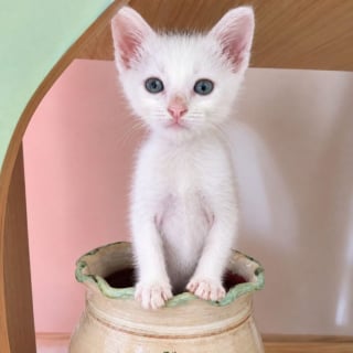 Illustration de l'article : « Pas question de me laisser abattre ! » : sauvé des ordures, ce chaton au pelage immaculé cherche un foyer très particulier