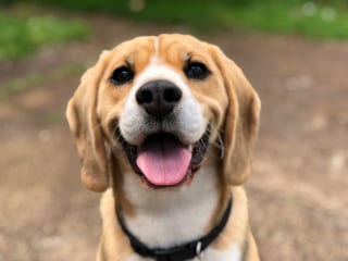 Illustration de l'article : Une étude scientifique prouve que votre odeur active le centre du plaisir du cerveau de votre chien