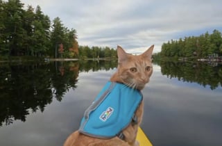 Illustration de l'article : Son maître consulte son téléphone, puis cette chatte saute dans le kayak de sa maîtresse (vidéo)