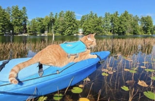 Illustration de l'article : Son maître consulte son téléphone, puis cette chatte saute dans le kayak de sa maîtresse (vidéo)