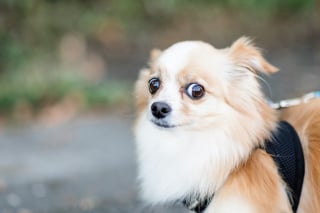 Illustration de l'article : Les chiens sont-ils capables de détecter une situation anormale ? Une étude révèle leur sens de l’observation