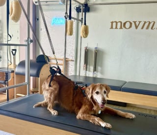 Illustration de l'article : Un Golden Retriever incapable de bouger ses pattes à 15 ans, il revit grâce à la discipline enseignée par sa maîtresse (vidéo)
