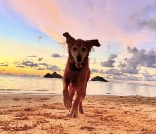 Illustration de l'article : Un Golden Retriever incapable de bouger ses pattes à 15 ans, il revit grâce à la discipline enseignée par sa maîtresse (vidéo)