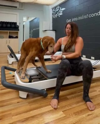 Illustration de l'article : Un Golden Retriever incapable de bouger ses pattes à 15 ans, il revit grâce à la discipline enseignée par sa maîtresse (vidéo)
