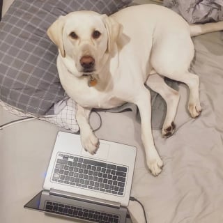 Illustration de l'article : « Sans lui, cela aurait été impossible » : le superbe hommage de l'université au chien d'assistance de cette ancienne militaire (vidéo)