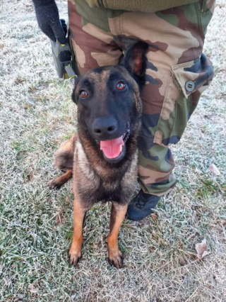 Hermès assis au pied de son maître-chien