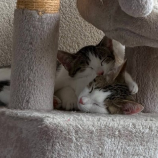 Illustration de l'article : &laquo; Les dons sont plus que jamais difficiles &agrave; trouver &raquo; : en 3 mois, cette association a pris en charge autant de chats qu'en une ann&eacute;e