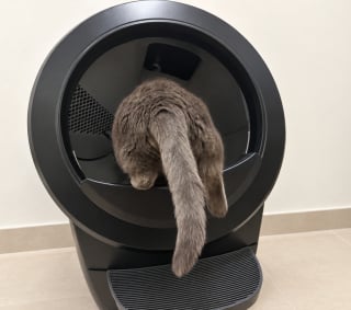 Illustration de l'article : Notre test du Litter-Robot 4, la litière autonettoyante haut de gamme de Whisker