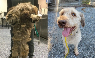 Illustration de l'article : Sous un kilo de poils sales, ce chien errant avait totalement perdu la vue