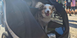 Illustration de l'article : Ce chien et sa ma&icirc;tresse gendarme vont parcourir 1400 km &agrave; v&eacute;lo sur un trac&eacute; en forme de coeur pour la bonne cause