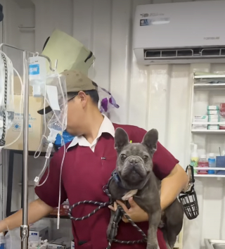 Illustration de l'article : Trouvé blessé près d'un temple, ce Bouledogue Français apeuré modifie la vie du vétérinaire venu le soigner