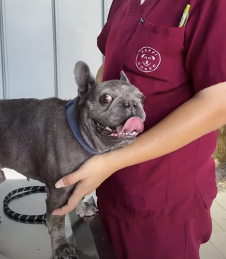 Illustration de l'article : Trouvé blessé près d'un temple, ce Bouledogue Français apeuré modifie la vie du vétérinaire venu le soigner