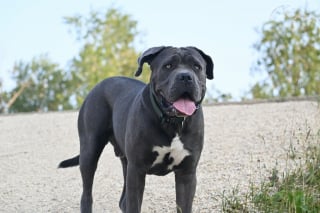 Illustration de l'article : T&eacute;tanis&eacute;s par l'id&eacute;e d'un drame, ces ma&icirc;tres retiennent leur souffle en pr&eacute;sentant un chaton &agrave; leur imposant Cane Corso (vid&eacute;o)