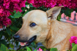 Illustration de l'article : 6 raisons pouvant expliquer les yeux gonfl&eacute;s de votre chien