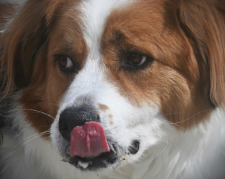 Illustration de l'article : 6 raisons pouvant expliquer les yeux gonfl&eacute;s de votre chien