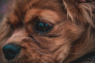 Illustration de l'article : 6 raisons pouvant expliquer les yeux gonfl&eacute;s de votre chien