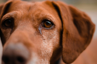 Illustration de l'article : 6 raisons pouvant expliquer les yeux gonfl&eacute;s de votre chien