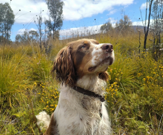 Illustration de l'article : 6 raisons pouvant expliquer les yeux gonfl&eacute;s de votre chien