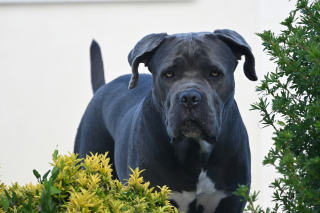 Illustration de l'article : 6 raisons pouvant expliquer les yeux gonfl&eacute;s de votre chien