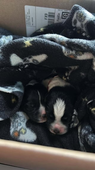 Illustration de l'article : Blessée par balles et abandonnée, cette chienne continuait d’allaiter ses 5 chiots
