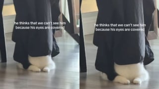 Illustration de l'article : &laquo; Si je ne te vois pas, tu ne me vois pas &raquo;, persuad&eacute; d'&ecirc;tre devenu invisible, ce chat a trouv&eacute; la pire cachette (vid&eacute;o)